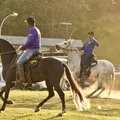 Melhoramento do Nelore e saúde dos equinos dominam programação técnica da Fenagro imagem