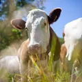 Membro do Comando Vermelho é preso por furtar dezenas de vacas imagem
