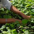 Muçununga: Projeto restaura 1.200 hectares de Mata Atlântica no Sul da Bahia imagem