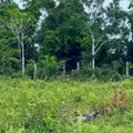 Mulher encontrada morta na BR é identificada pela polícia imagem