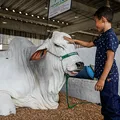 Na Fenagro, a gurizada esbanja  alegria, com brinquedos e animais imagem