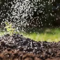 Não é a chuva: bactérias do solo causam o cheiro de terra molhada imagem
