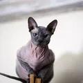 Nova lei proíbe criação de gatos 'de raça' e prevê multa de R$ 8 mil imagem
