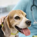 Novembro Azul: pets também podem sofrer com câncer de próstata imagem