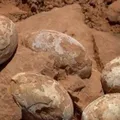 Ovos de dinossauro de 72 milhões de anos surpreendem arqueólogos imagem