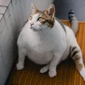 Ozempic para gatos? Novo implante trata obesidade felina imagem