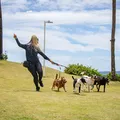 Passeio sem guia expõe cães a risco de acidentes e ataques imagem
