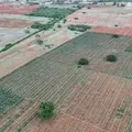 Plantação gigante de maconha é encontrada por drone na Bahia imagem