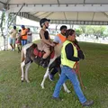 Pônei é um cavalo? Veja curiosidades sobre animal destaque da Fenagro imagem
