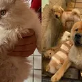 Proprietária de canil é presa por maus tratos a 121 animais imagem