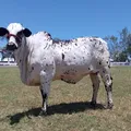 'Shakira' é coroada campeã na Fenagro; entenda como funciona julgamento imagem