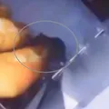 Supermercado é interditado após flagrante de ratos andando em pães imagem