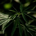 Usuários de maconha podem desenvolver síndrome severa imagem