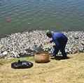 Vídeo: centenas de peixes são encontrados mortos no Dique do Tororó imagem