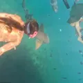 Vídeo: turista é mordida por tubarão durante mergulho em Noronha imagem
