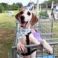 Abrigo é acusado de fazer eutanásia em animais para abrir novas vagas imagem