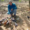 Adeus garimpo: Tecnologias agricolas são implantadas na terra Yanomami imagem