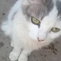 Após caso Orelha, gata grávida é espancada até a morte e causa revolta imagem