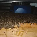 Ataque de abelhas deixa 15 vítimas no interior da Bahia; confira imagem