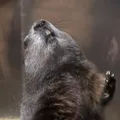 Dia da Marmota 2026 indica inverno rigoroso pelos próximos meses imagem