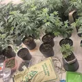 Estufa para produção de maconha é localizada em bairro de Salvador imagem