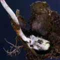 Fungo zumbi: parasita é descoberto por cientistas no Brasil imagem