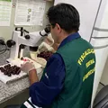 Mais de 1 tonelada de cerejas são destruídas após detecção de praga imagem