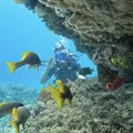 Mar cristalino, naufrágios e vida marinha: onde mergulhar em Salvador imagem
