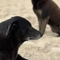 Morre Pretinha, companheira do cão Orelha, após dias de internação imagem