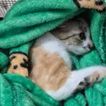 Mulher é presa em flagrante após arremessar gata do 12º andar imagem