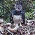 Pesquisadores encontram ninho com filhote de maior águia do mundo imagem
