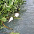 Proibido comer! Alerta é emitido após milhares de peixes mortos imagem