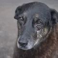 Proposta quer internar menores por maus-tratos a animais imagem