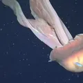 Rara água-viva fantasma gigante é registrada no fundo do mar imagem