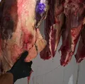 Seis pessoas são presas suspeitas de furto de gado e abate clandestino imagem