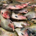 Surto da doença da urina preta aumenta alerta para peixes brasileiros imagem