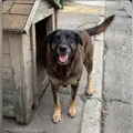 Suspeitos pela morte do cão Orelha serão ouvidos na próxima semana imagem