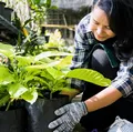 Tem alguma dessas 3 plantas em casa? Tire imediatamente imagem