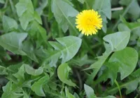 A verdinha que limpa o fígado e reduz o inchaço naturalmente imagem
