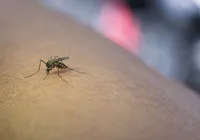Adeus, repelente! Saiba qual país do mundo não tem mosquitos imagem