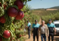 Agricultor pode pagar R$ 1 milhão por plantar fruta “proibida”