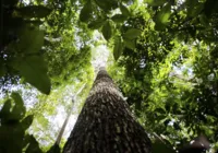 Alerta: biomas brasileiros estão chegando a limite sem volta imagem