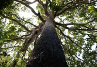 Amazônia tem ouro retirado por país latino; exportação é feita "por baixo dos panos"