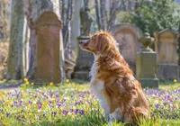 Animais de estimação poderão ser sepultados no jazigo dos donos imagem