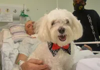 Animais de estimação terão entrada permitida em hospitais de Salvador