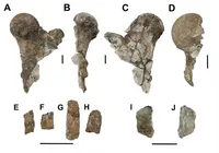 Animal pré-histórico de 5 toneladas é descoberto no Nordeste imagem