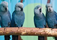 Ararinhas-azuis em vida livre na Bahia estão com vírus letal