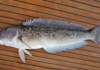 Bacalhau caro? Descubra o peixe ideal para as receitas de fim de ano imagem