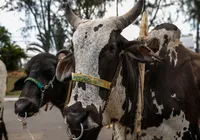 Bolsonaro foi o mais difícil de ser domado: saiba como os bois são adestrados imagem