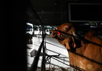 CFMV confirma: Fenagro 2025 cumpre rigor sanitário e legalidade animal imagem